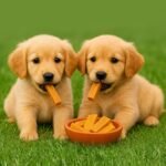 Himalayan Yak Dog Chew